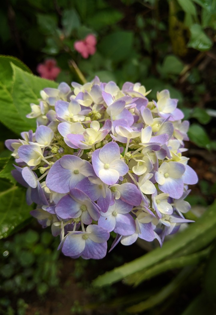 hydrangeas