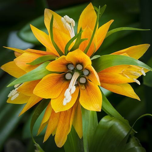 Yellow flower.