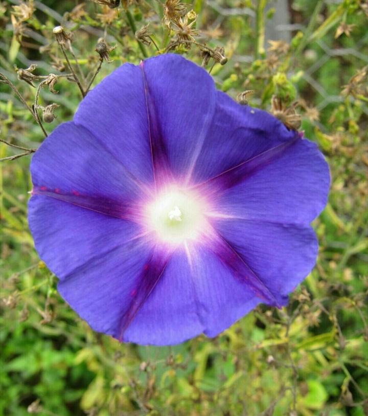 morning glory