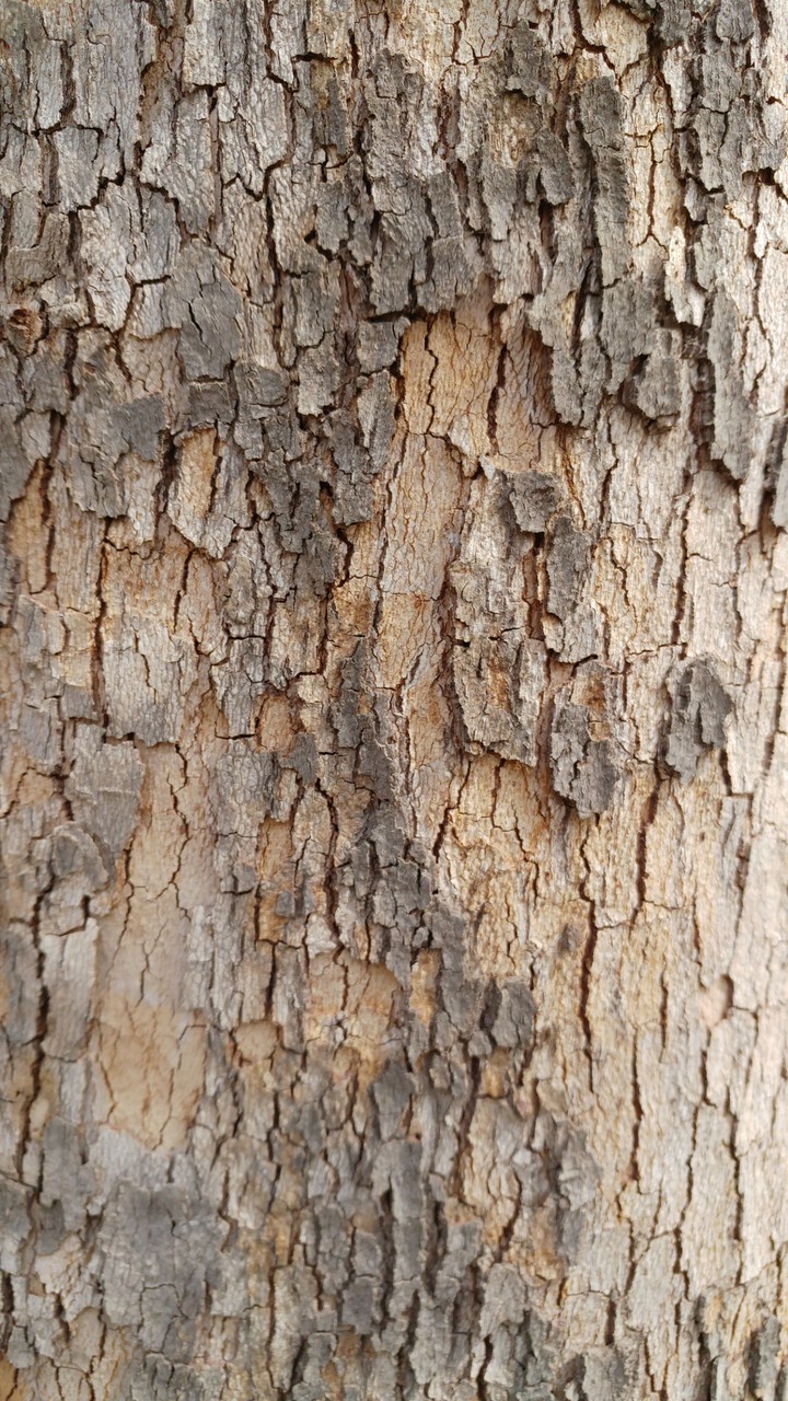 Tree wallpaper
