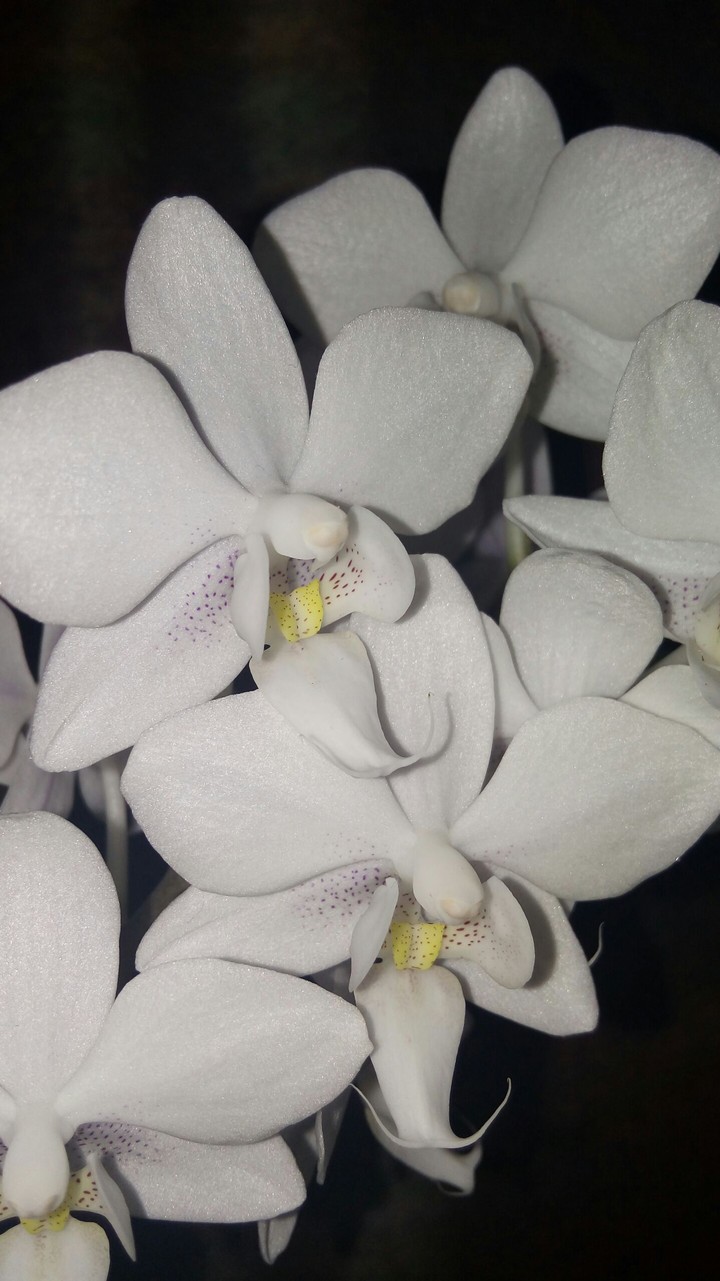 Beautiful flower