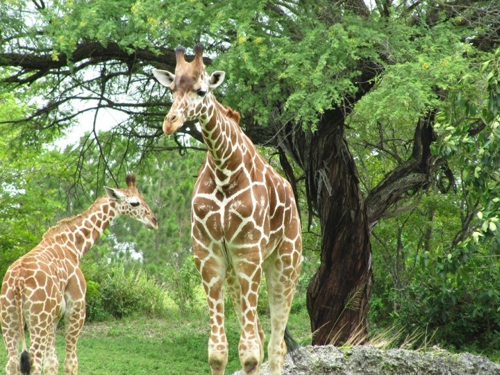 giraffes