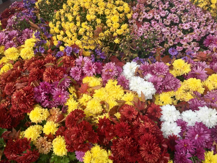 flowers