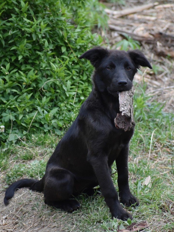 Dog