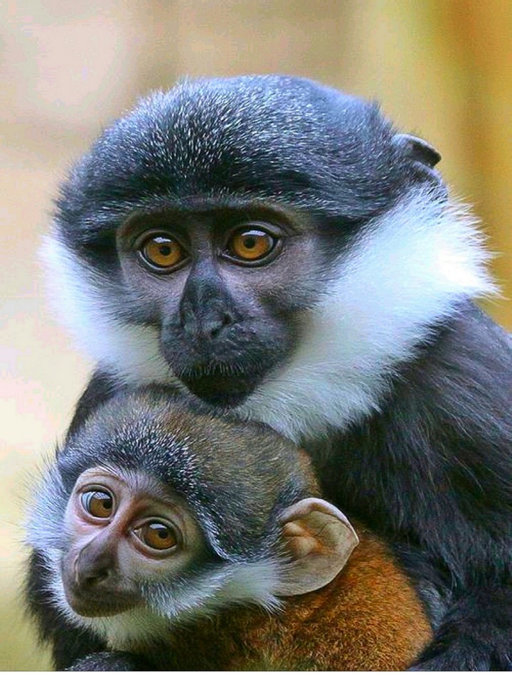 L'Hoest Monkeys the Congo