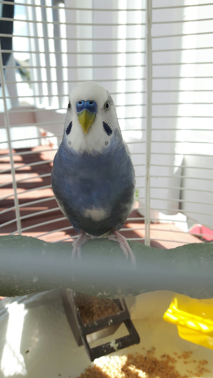 pretty birdy