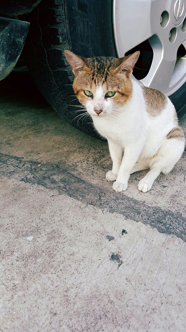 고양이