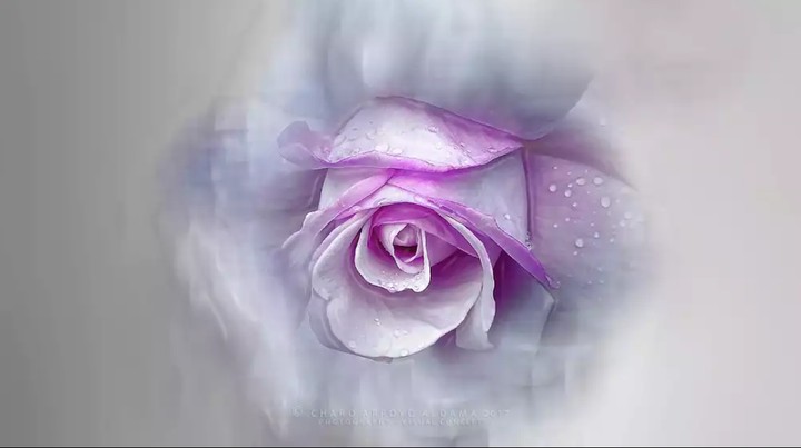 soft beauty
