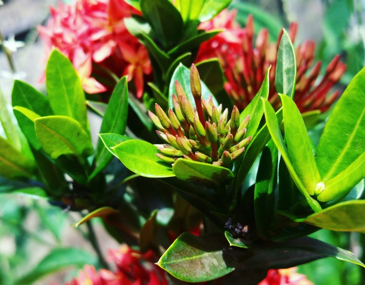 Folhas verdes
