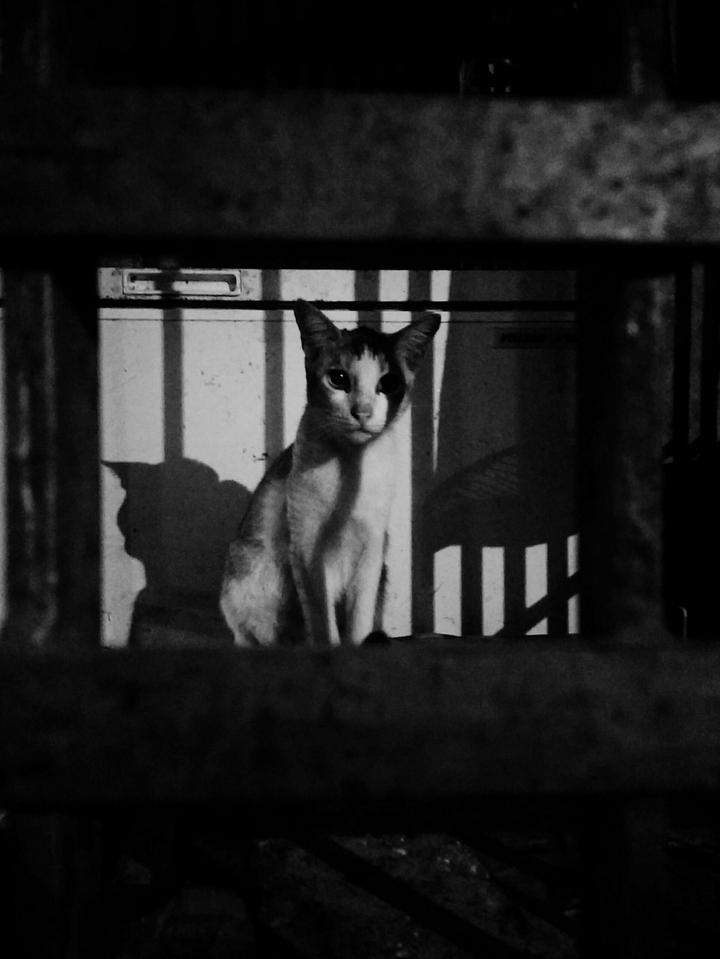 #caged