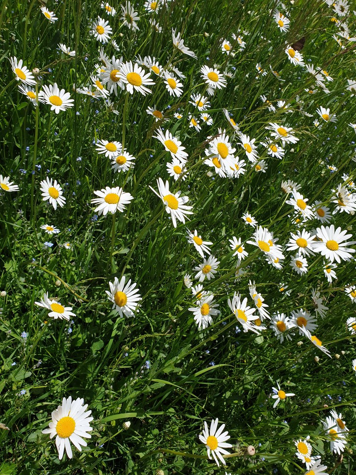 i see daisys and i smile