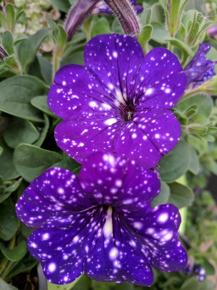 Eine Galaxy in Blumen