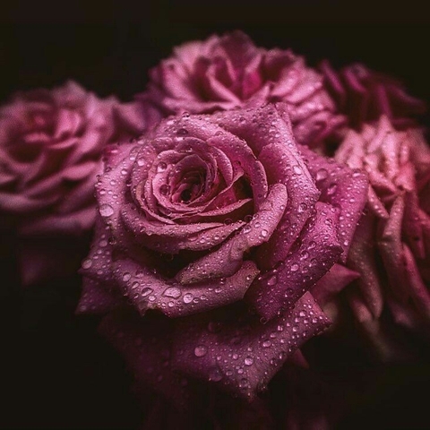 Rosas