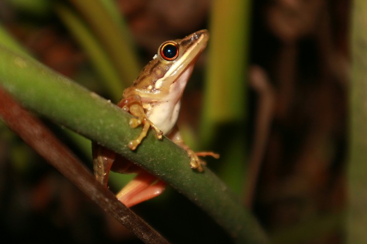 froggy