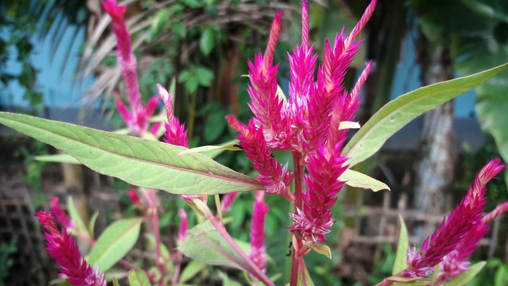 Pink Feathers