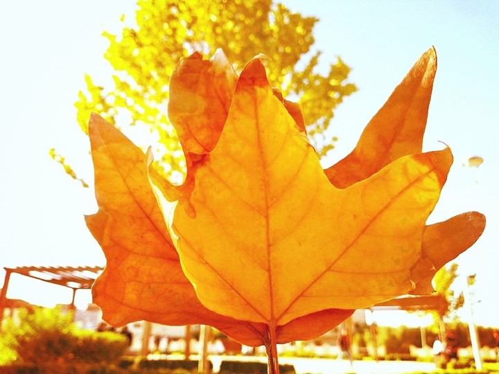 The autumn