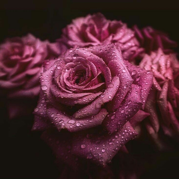 Rosas