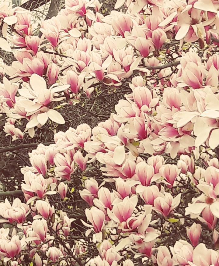 Magnolia 2