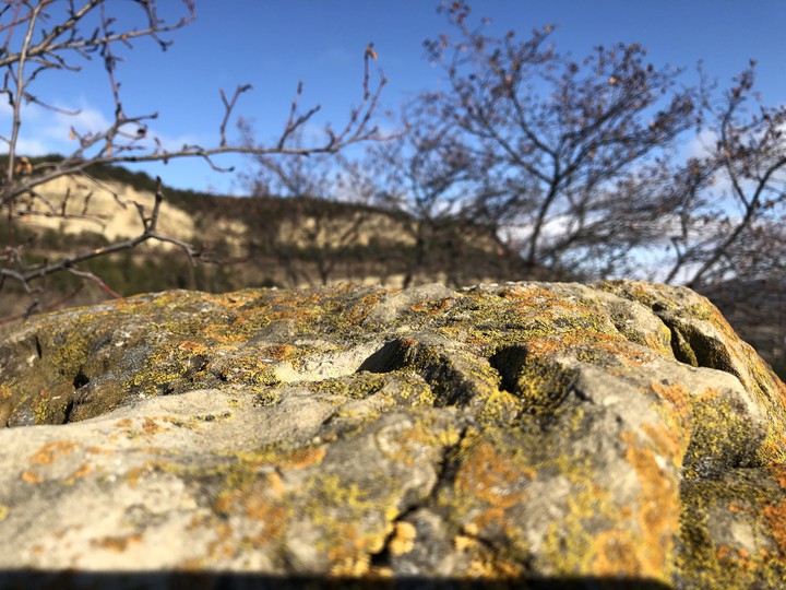 Moss under the winter sun