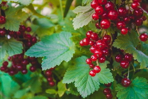 berry, red वॉलपेपर