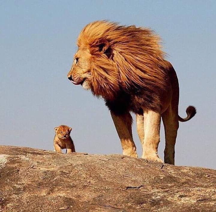 The king!