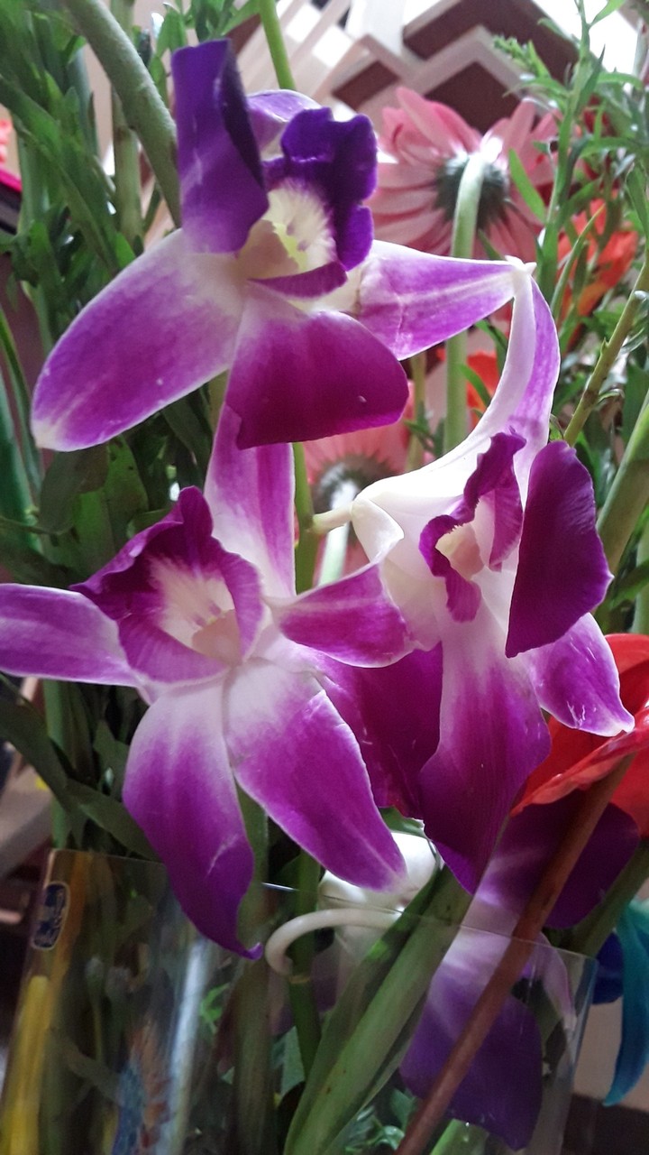 Purple bloom