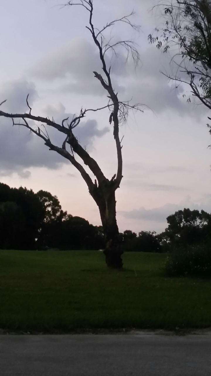 The tree