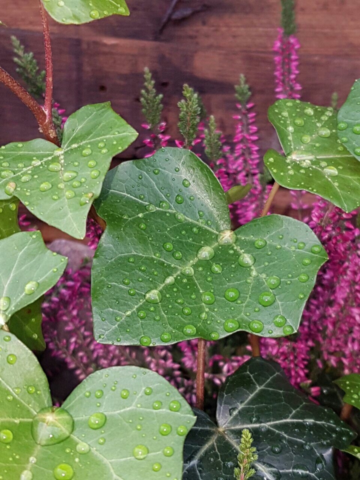 Raindrop