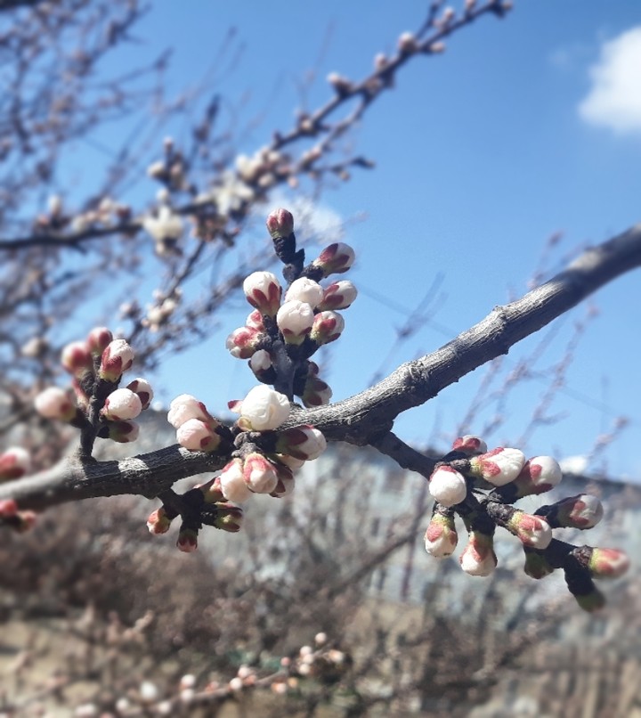 spring
