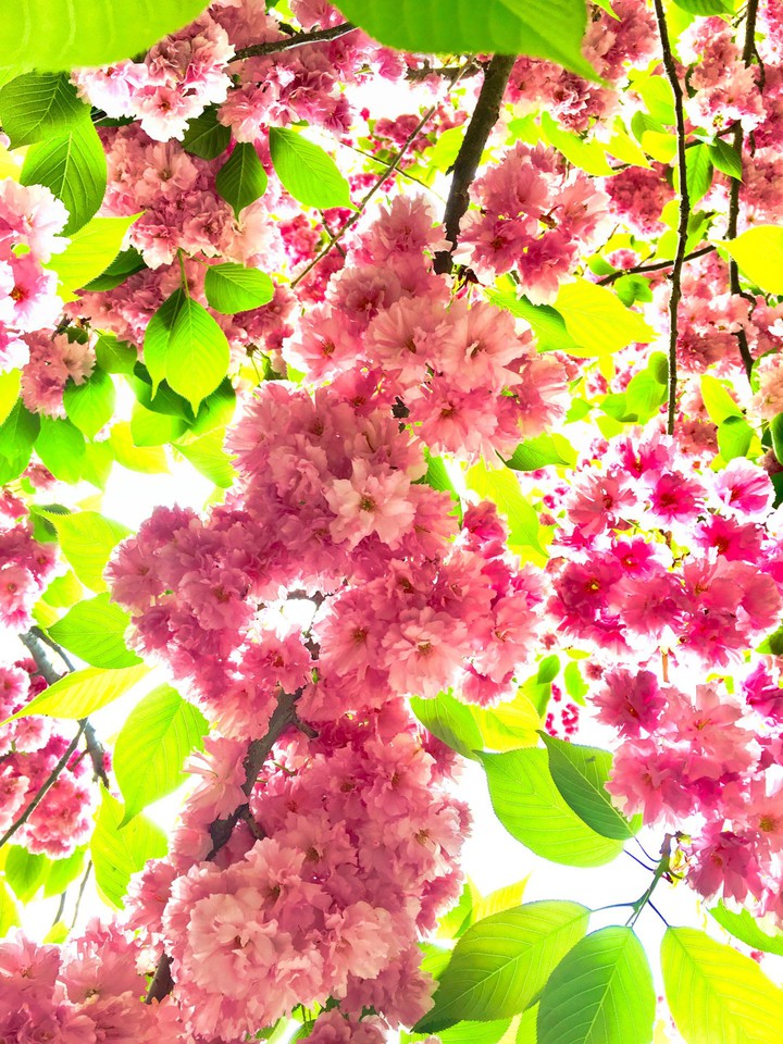 my beautifull flowers ♥️