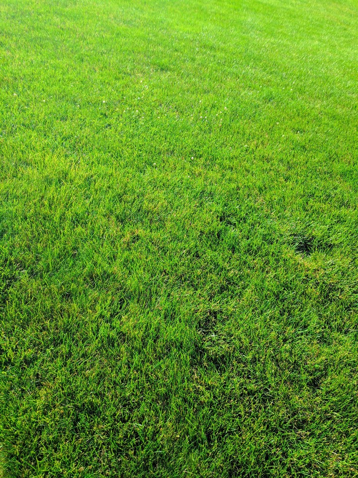 Green Green Grass
