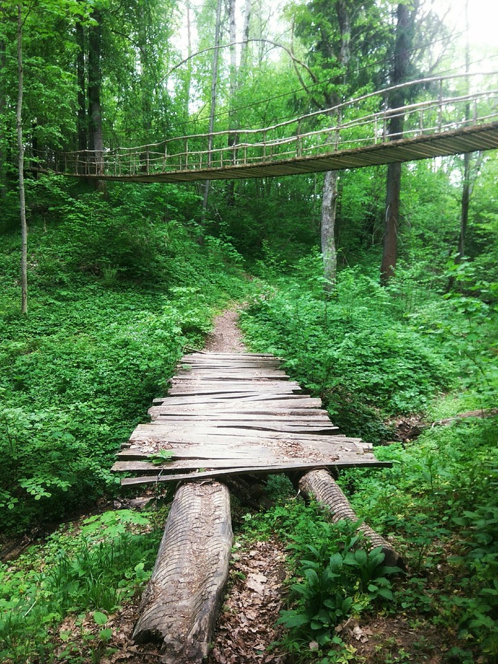 Bridges in a forest