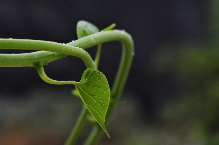 green leaf