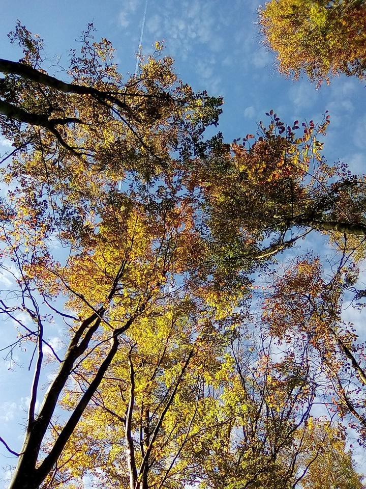 Trees