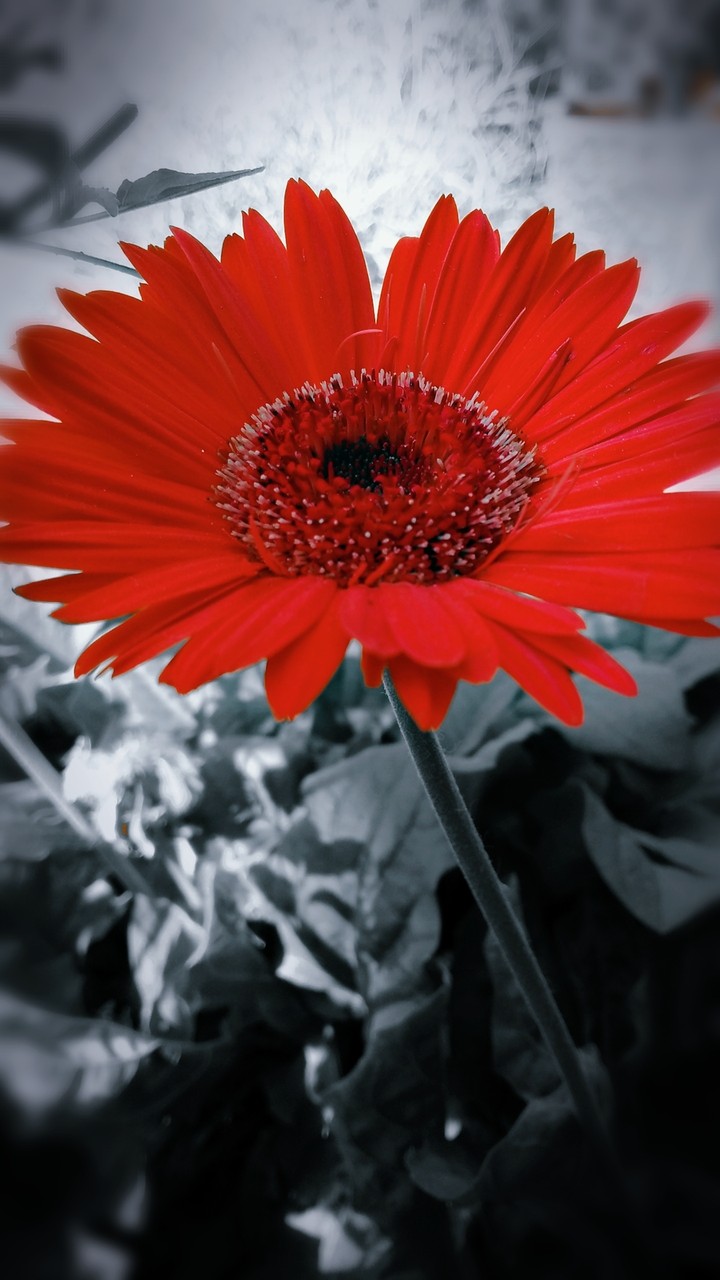 be the color the black and white world needs