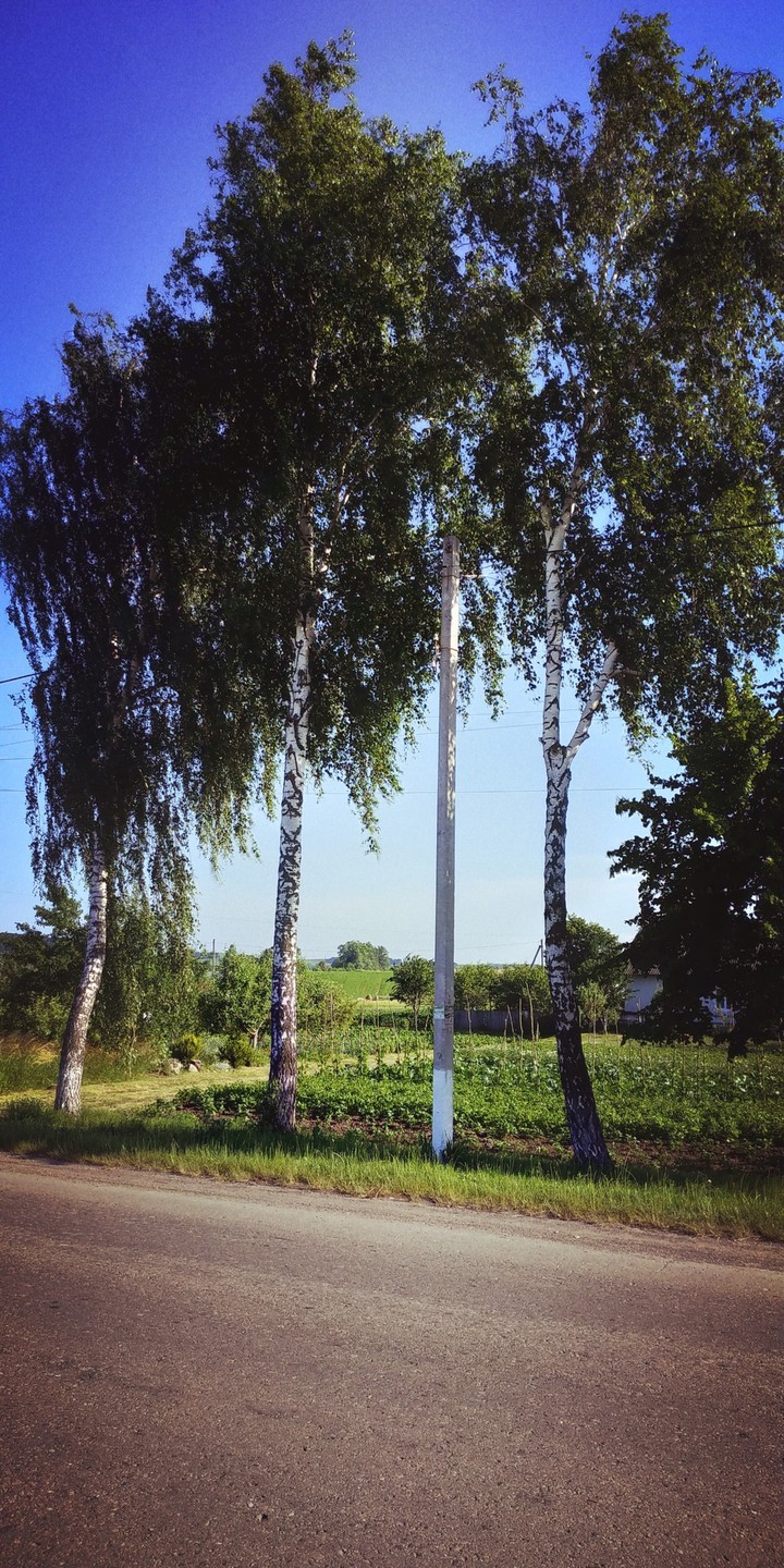 берёзы