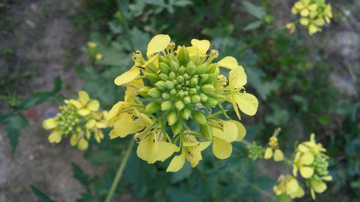 flower