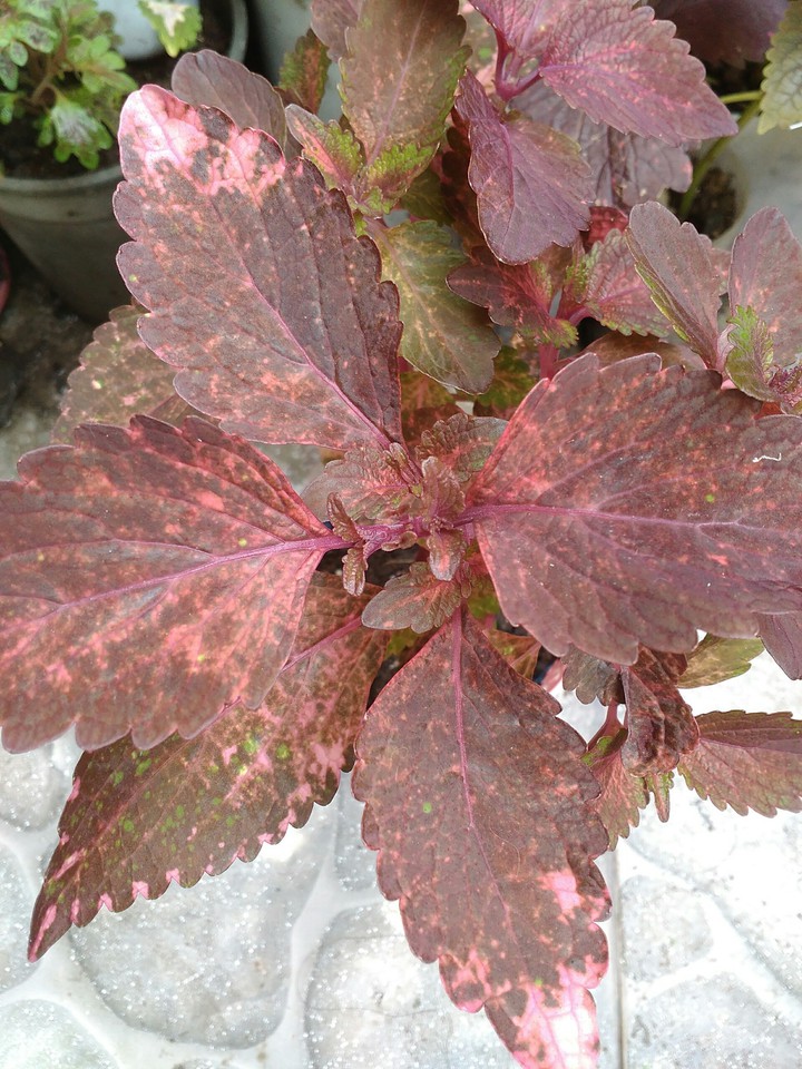 coleus
