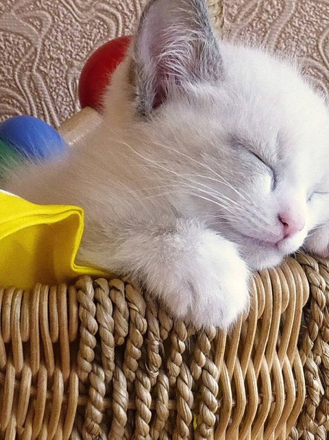 cute