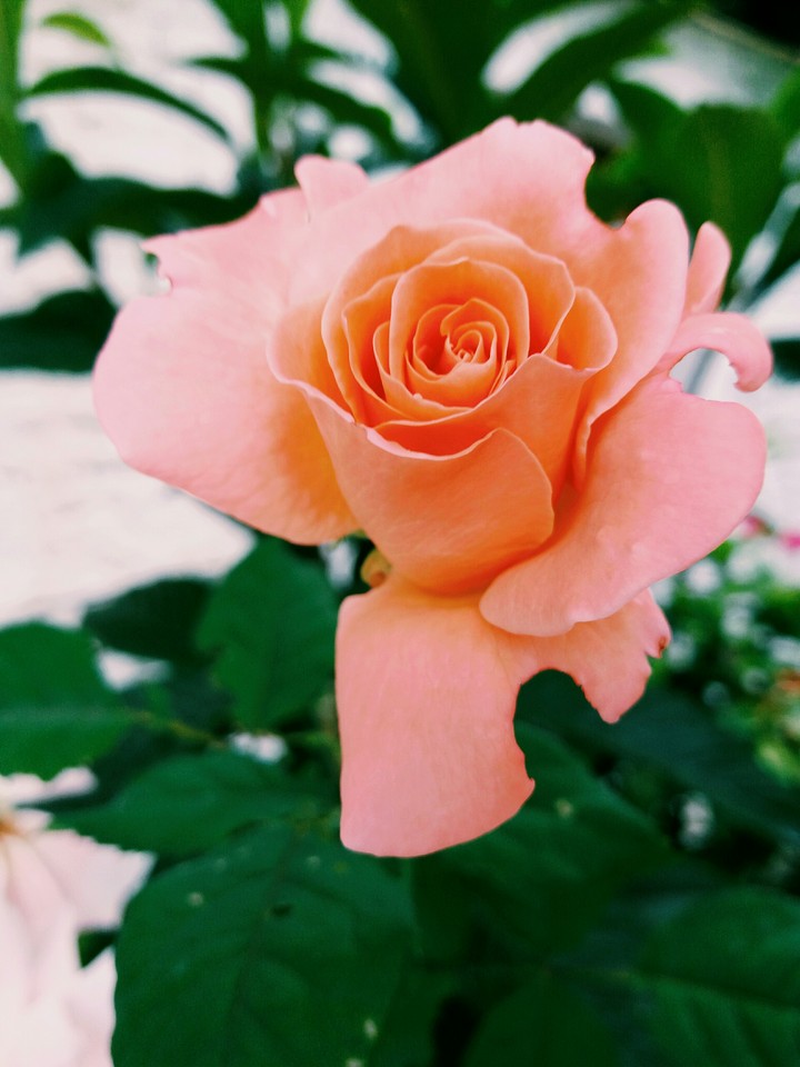 rose