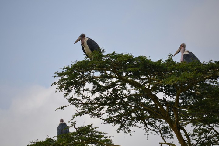 Kenya
