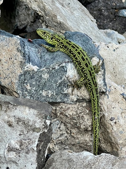 lizard, lacertids wallpapers
