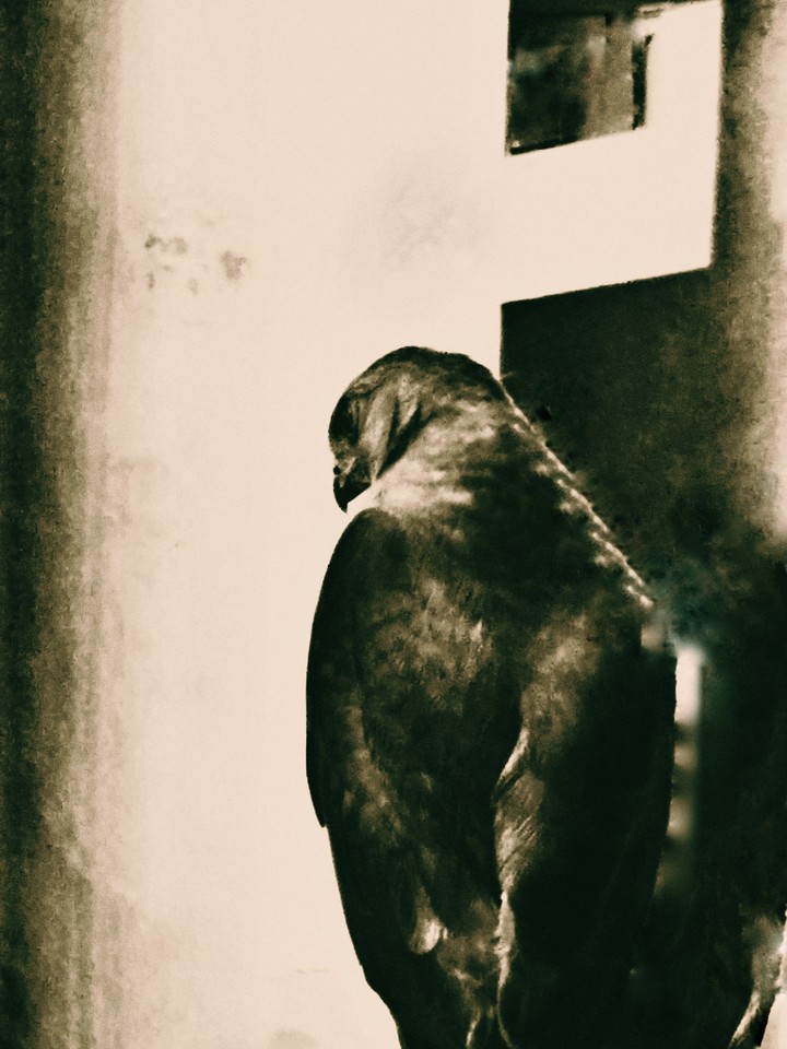 eagle