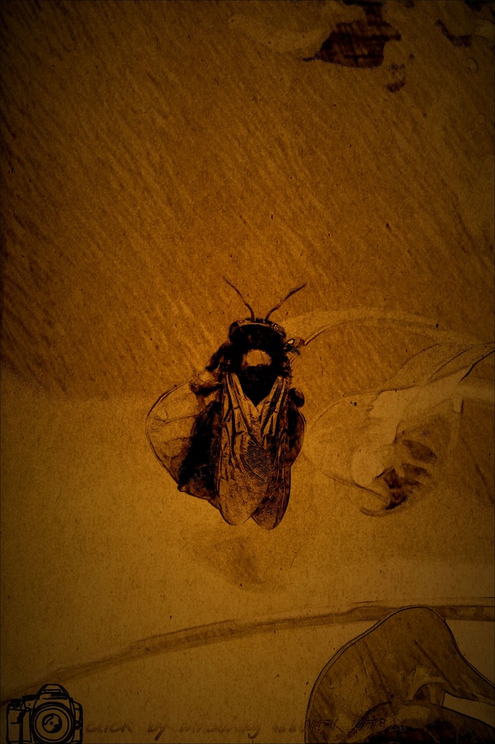 bee on the single