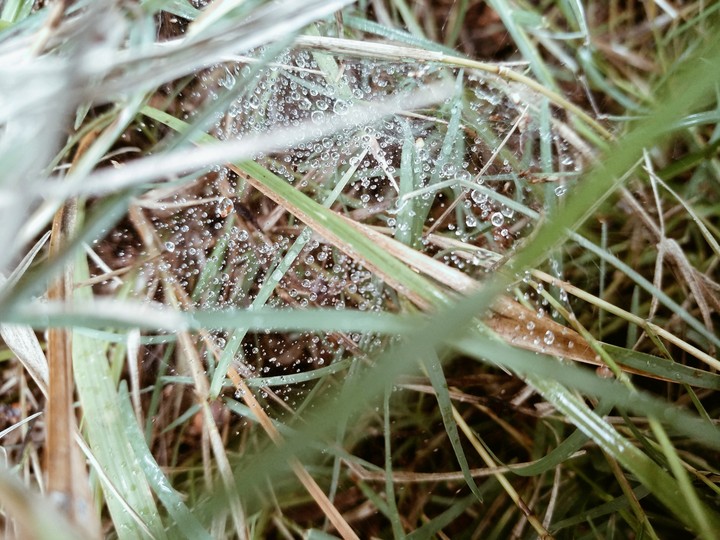 grass