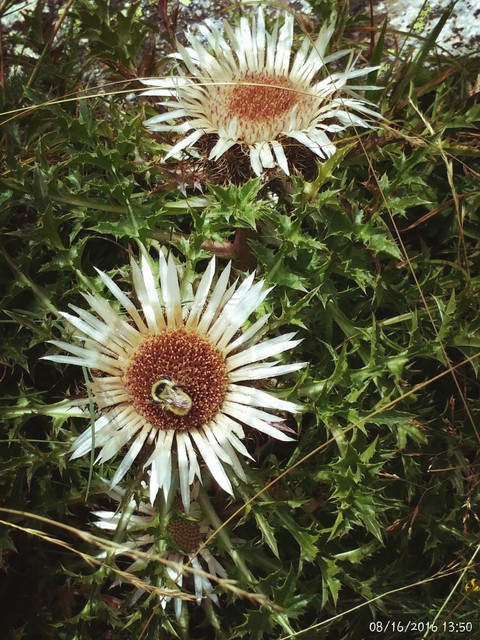 Flor del Pirineo