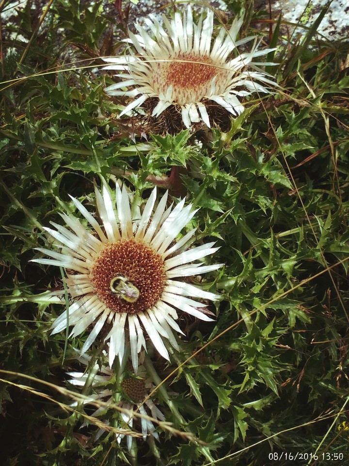 Flor del Pirineo