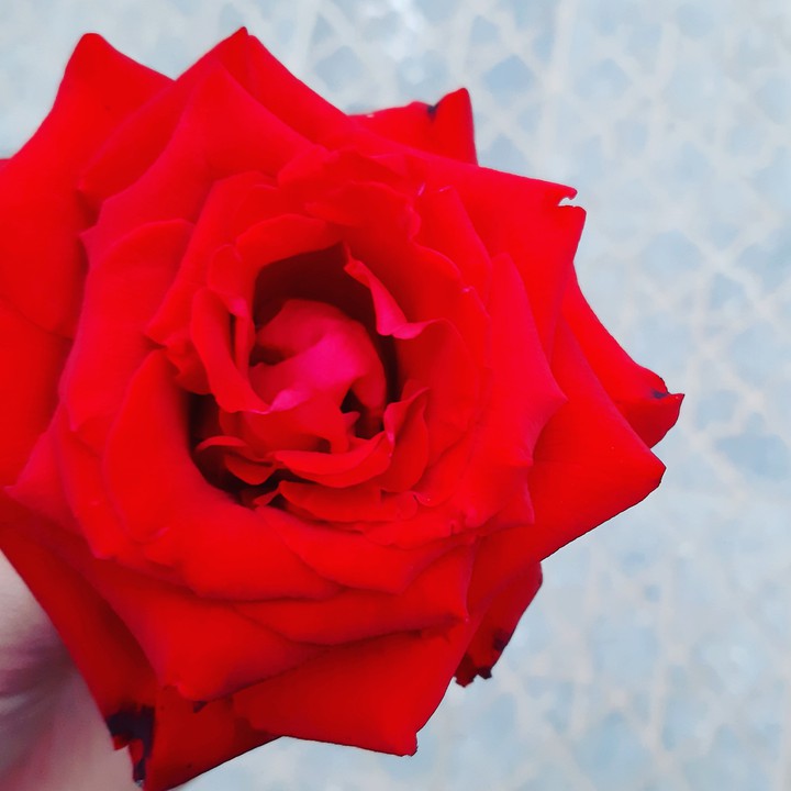 red flower