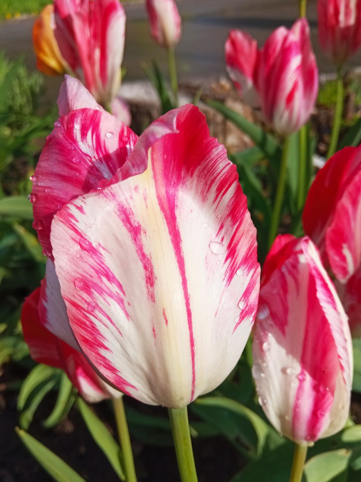 tulip