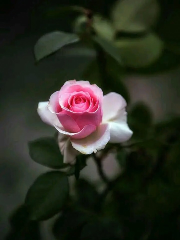 rose